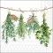 Guardanapo Decoupage 13316285 Fresh herbs.png