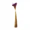 sempre viva maco menor roxo.png
