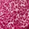 tecido ultra soft  onca rosa.jpg