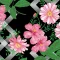 tecido chita algodao 2844 flor rosa fundo preto.jpg