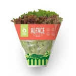 Alface Crespa Verde e Roxa Hidrop�nica Oba Bem Querer