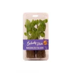 Manjeric�o Italiano Salada Viva