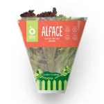 Alface Frisee Mix Oba Bem Querer