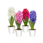 Flor Hyacintus P12 Unidade