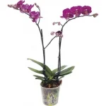 Oequidea Phalanopsis Multiflora Pt 12