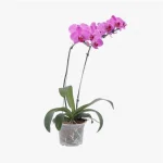 Orqu�dea Phalaenopsis Mix Pt12 Variadas