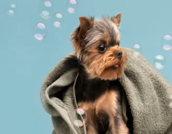 Higiene e Cuidados: Mantendo Seu Pet Limpo e Saud�vel