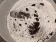 Creme com Oreo