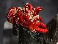 Tako Gunkan
