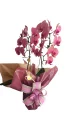 Orquídea Cascata Phalaenopsis 2 Hastes Colorida
