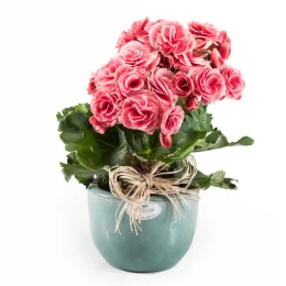 Mini Begnea em Cermica