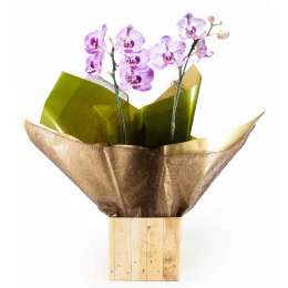 Orqudea Phalaenopsis