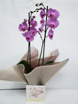 Orqudea Phalaenopsis em Caixa