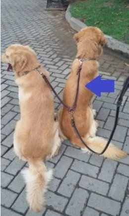 Guia Dupla de Couro
