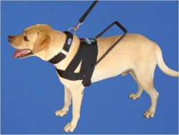 Peitoral para Cão Guia (Kit) em Fita Sintética