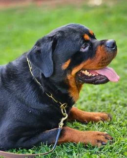 Colar de Lat�o 3mm - 15 elos