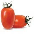 Tomate Italiano