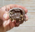Carolina de Nutella (100g)