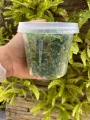Cheiro verde Picado 80 gr