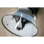 Colar Elizabetano N4