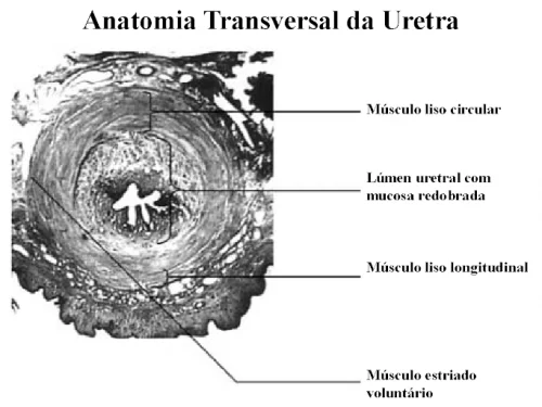 Bexiga Neurog�nica e Disfun��es do Esvaziamento