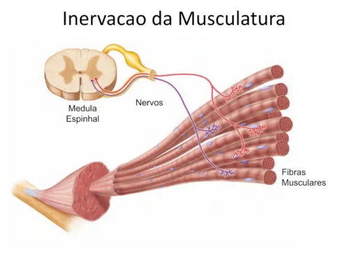 Uso de Botox� (Toxina Botul�nica) para o Tratamento da Dor P�lvica
