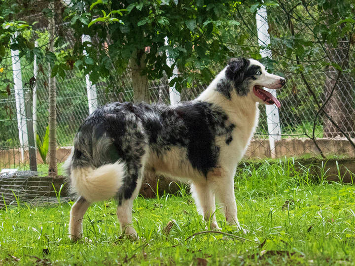 Border Collie - Pet Shop Da Madre Londrina