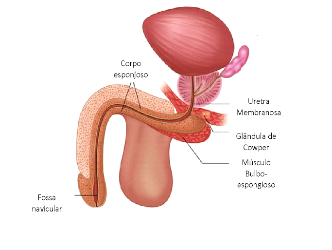 Estenose de Uretra
